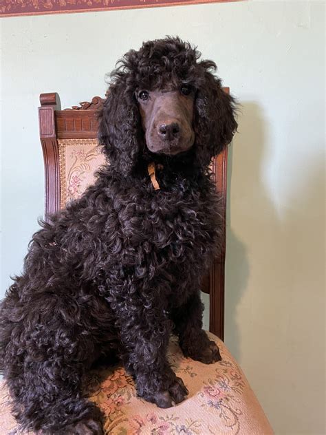 purebred poodles puppies for sale.